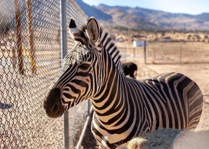 Zebra Ranch 16-guest Compound Mtn Vuspapkl Bal *